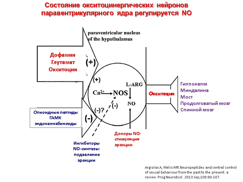 Состояние окситоцинергических нейронов паравентрикулярного ядра регулируется NO Argiolas A, Melis MR.Neuropeptides and central control